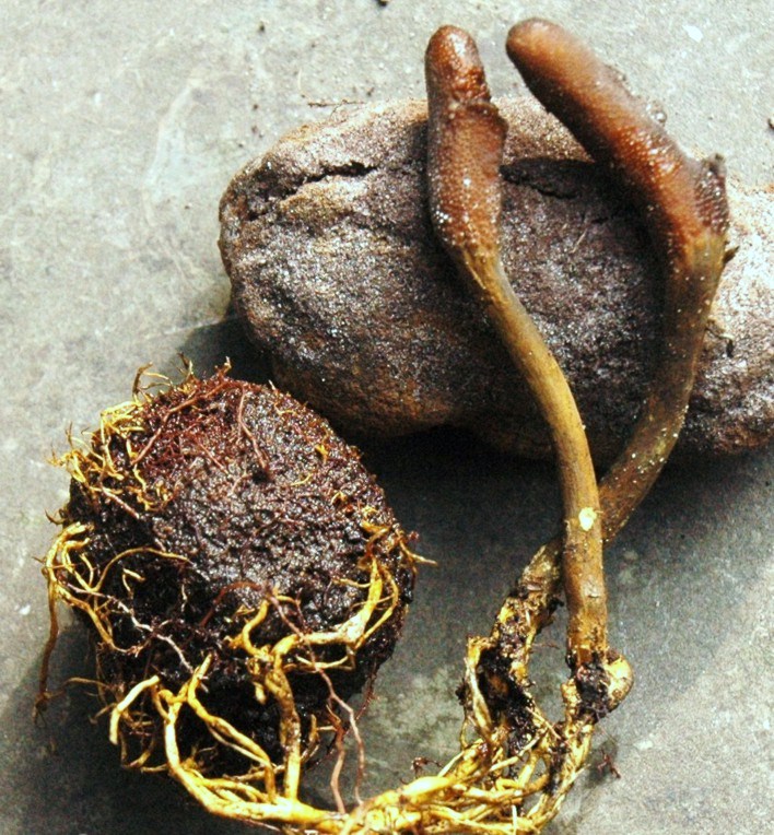 11.truffelknotszwam op hertentruffel (202K)