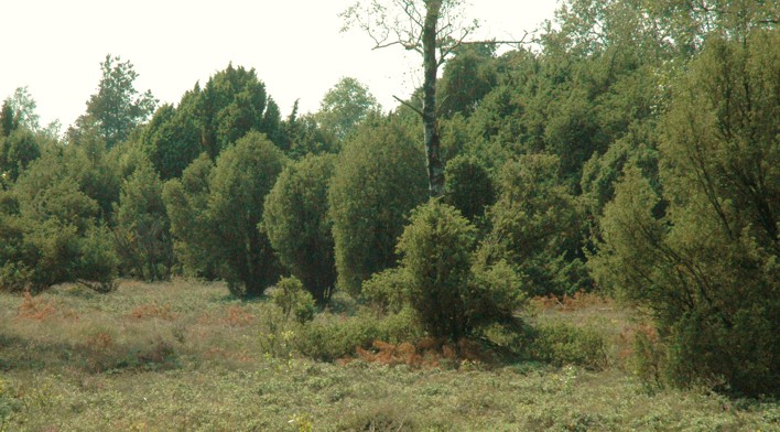 22.jeneverbes struweel (107K)