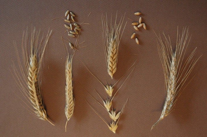 65.kaf rogge spelt (108K)