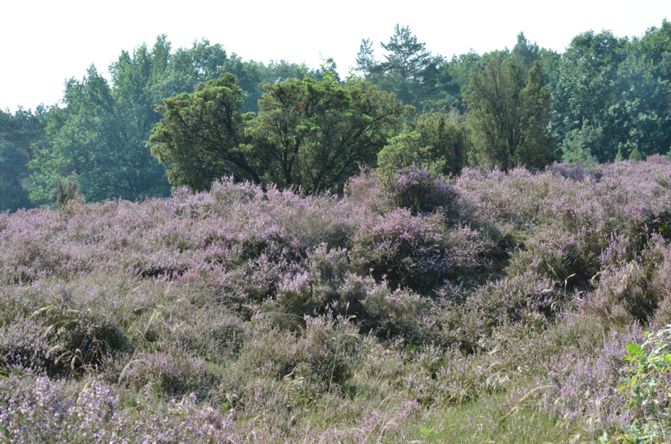 106.Bloeiende heide (465K)
