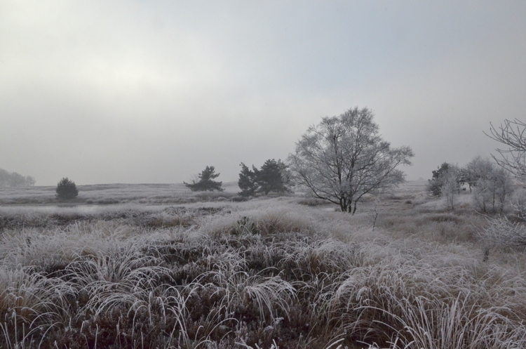 106.Heide in winter (327K)