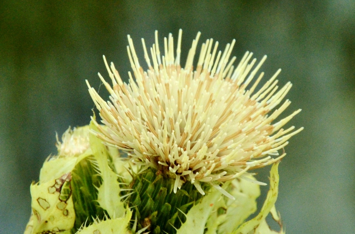 111. Moesdistel bloei dichtbij (300K)