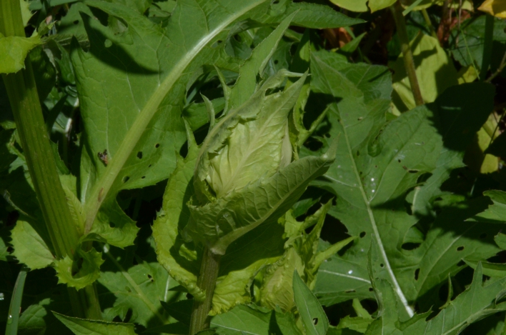 111. Moesdistel in de knop (308K)