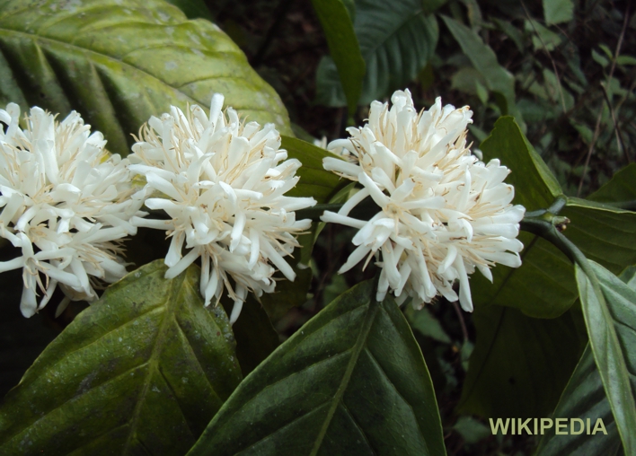 129.Coffea canephora bloei - Wiki (290K)