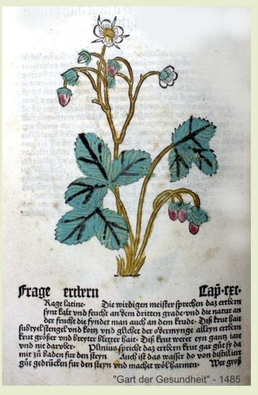 16.aardbei 1485 (63K)