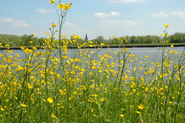 18.boterbloem (167K)