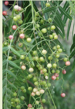 21.peperboom (59K)