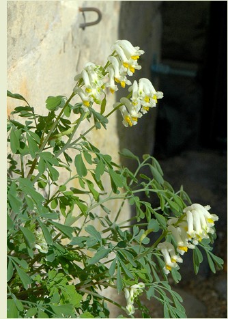 25.geelwitte helmbloem