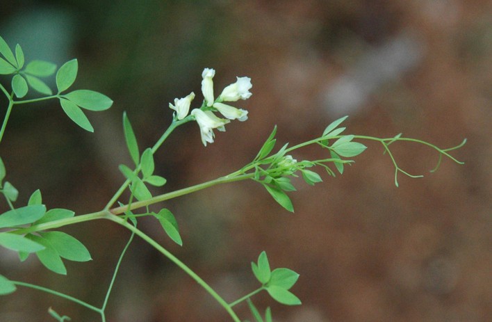 25.rankende helmbloem (69K)