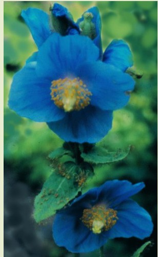 41.blauwe papaver (38K)