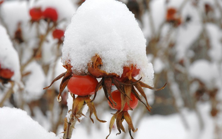 50.rozenbottels onder sneeuw (69K)